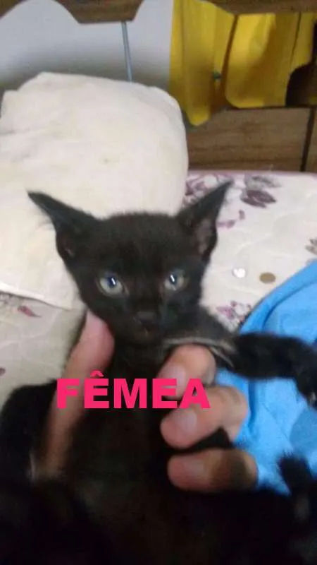 Gato ra a vira lata idade Abaixo de 2 meses nome sem nomes