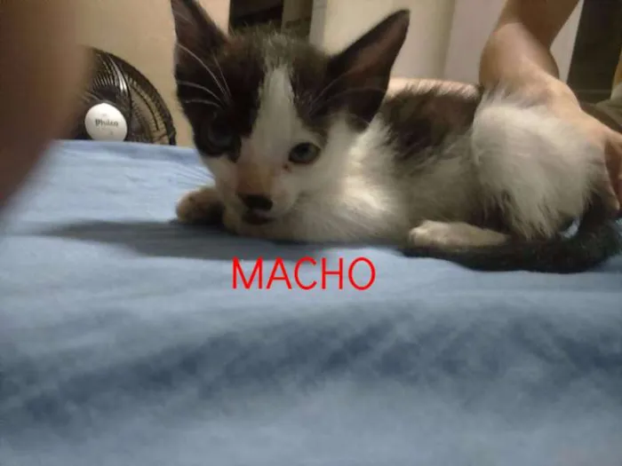Gato ra a vira lata idade Abaixo de 2 meses nome sem nomes