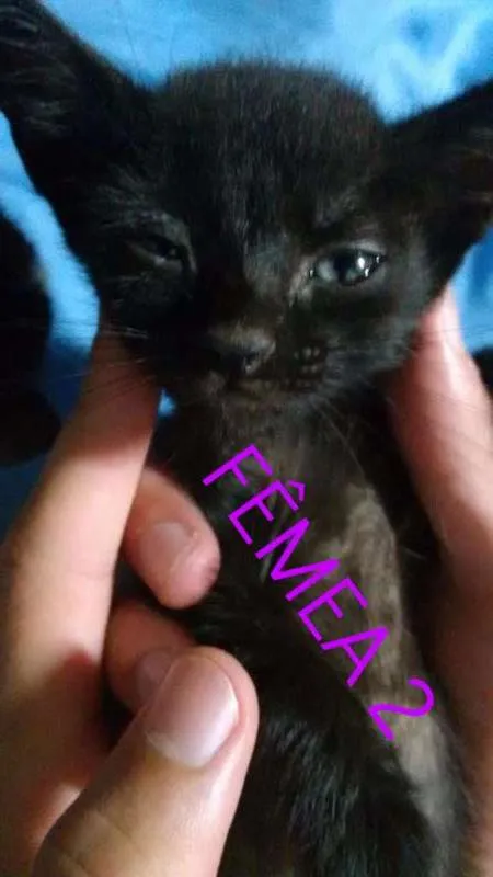 Gato ra a vira lata idade Abaixo de 2 meses nome sem nomes