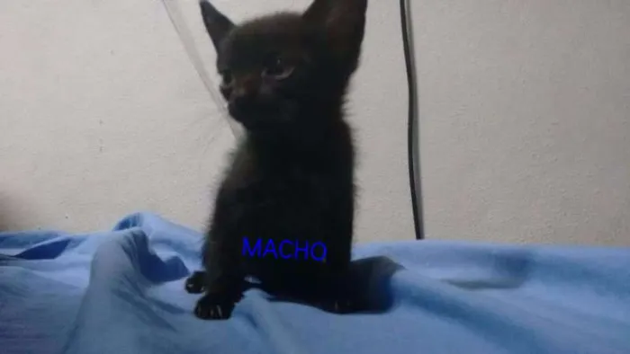 Gato ra a vira lata idade Abaixo de 2 meses nome sem nomes