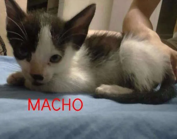Gato ra a vira lata idade Abaixo de 2 meses nome sem nomes