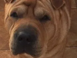 Cachorro ra a Shar pei  idade 5 anos nome Nik 