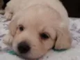 Mel