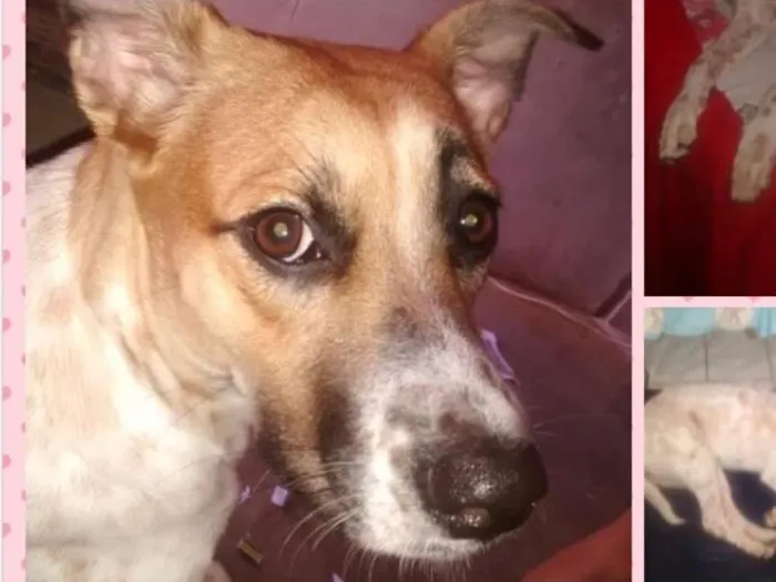 Cachorro raça Vira Lata idade 2 anos nome Nina