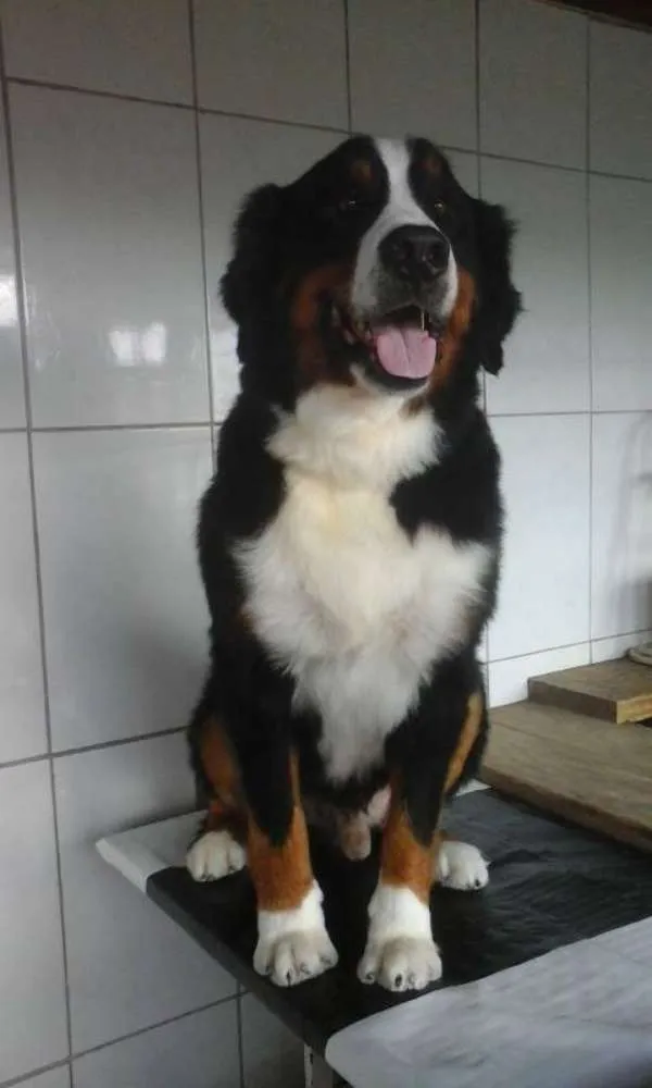 Cachorro ra a bernese idade 4 anos nome toby