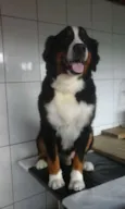 toby