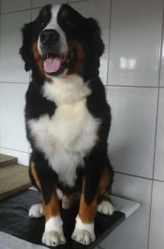 Cachorro ra a bernese idade 4 anos nome toby