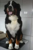 toby