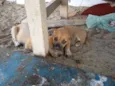 cachorros 