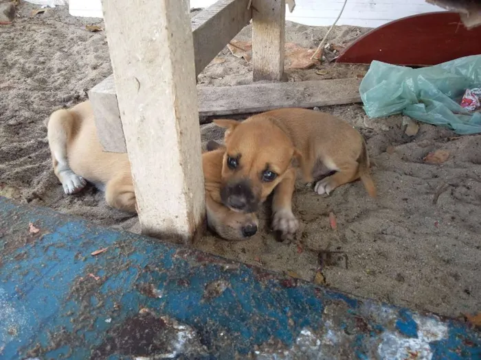 Cachorro ra a vira-latas  idade 2 a 6 meses nome cachorros 