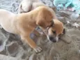 cachorros 