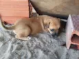 cachorros 