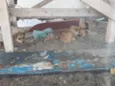 cachorros 