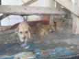cachorros 
