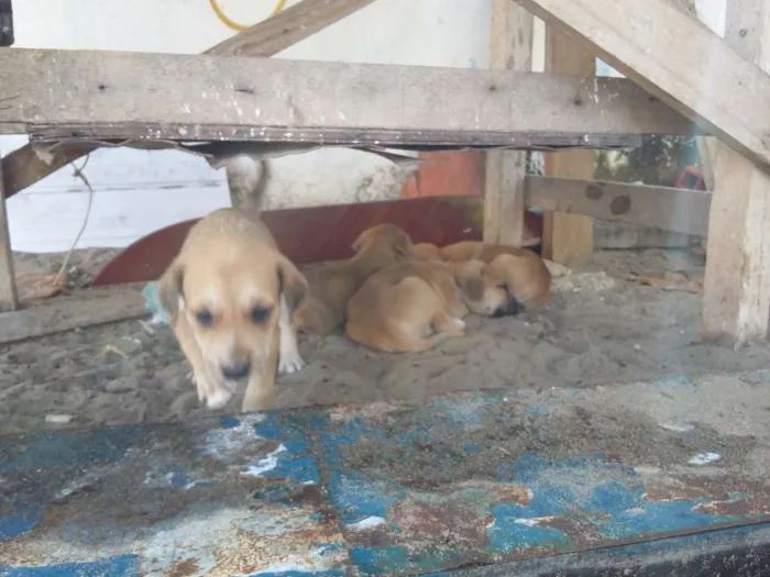 Cachorro ra a vira-latas  idade 2 a 6 meses nome cachorros 