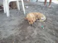 cachorros 