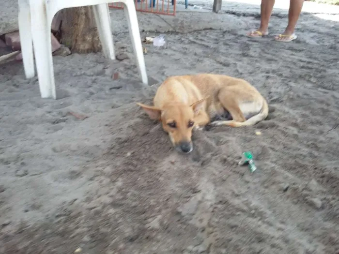 Cachorro ra a vira-latas  idade 2 a 6 meses nome cachorros 