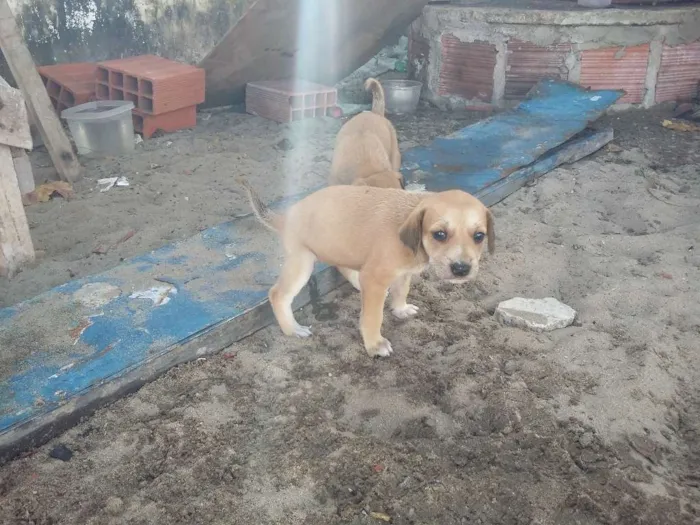 Cachorro ra a vira-latas  idade 2 a 6 meses nome cachorros 