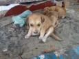 cachorros 