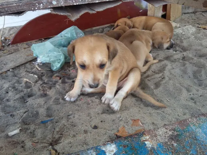 Cachorro ra a vira-latas  idade 2 a 6 meses nome cachorros 