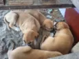 cachorros 