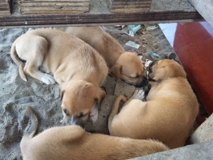 Cachorro ra a vira-latas  idade 2 a 6 meses nome cachorros 