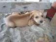 cachorros 