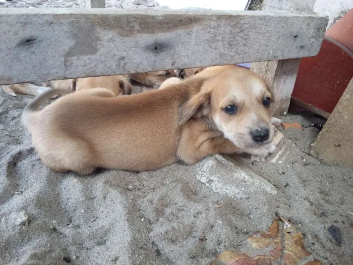 Cachorro ra a vira-latas  idade 2 a 6 meses nome cachorros 