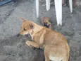 cachorros 