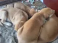 cachorros 