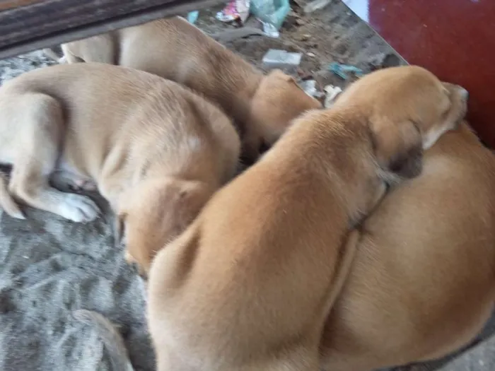 Cachorro ra a vira-latas  idade 2 a 6 meses nome cachorros 