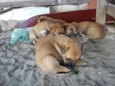 cachorros 