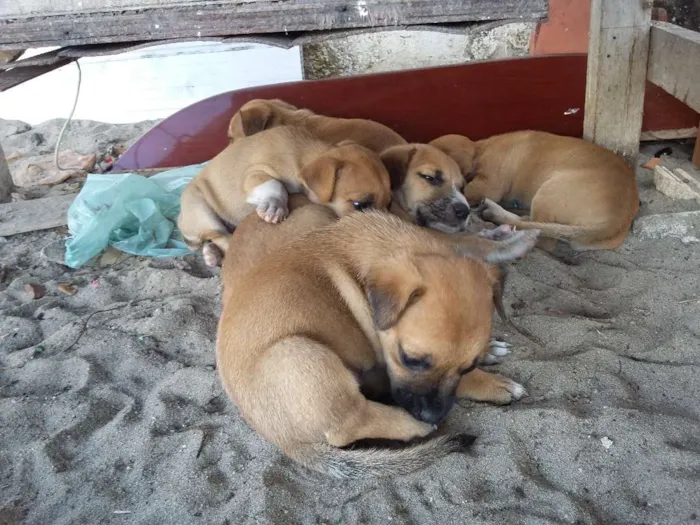 Cachorro ra a vira-latas  idade 2 a 6 meses nome cachorros 