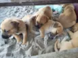 cachorros 