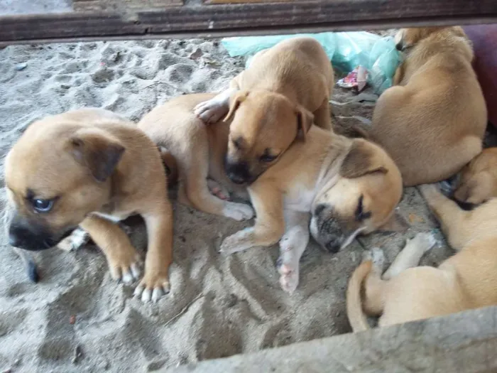 Cachorro ra a vira-latas  idade 2 a 6 meses nome cachorros 