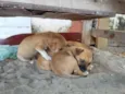 cachorros 