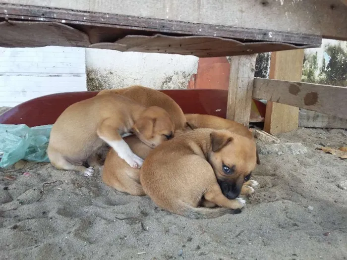 Cachorro ra a vira-latas  idade 2 a 6 meses nome cachorros 