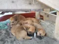 cachorros 