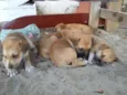 cachorros 