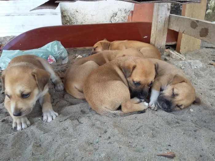 Cachorro ra a vira-latas  idade 2 a 6 meses nome cachorros 