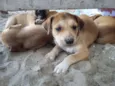cachorros 