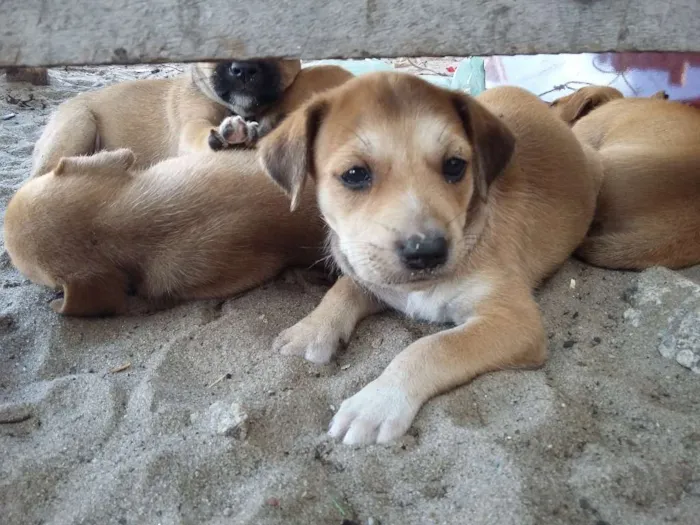 Cachorro ra a vira-latas  idade 2 a 6 meses nome cachorros 
