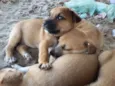 cachorros 