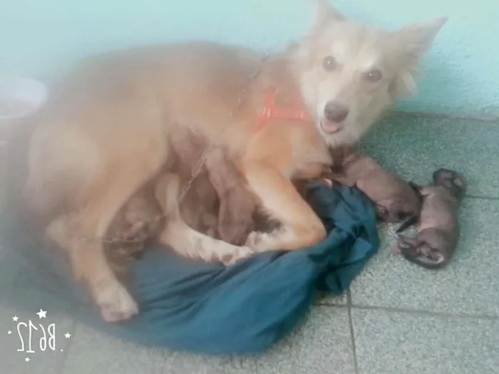 Cachorro ra a Vira lata misturado com pincher idade Abaixo de 2 meses nome Não tem