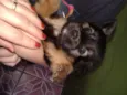 Pandinha e Bolinha