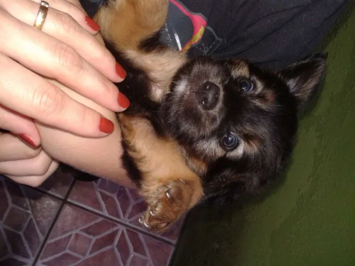 Cachorro ra a Sem raça definida idade 2 a 6 meses nome Pandinha e Bolinha