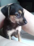 Pandinha e Bolinha