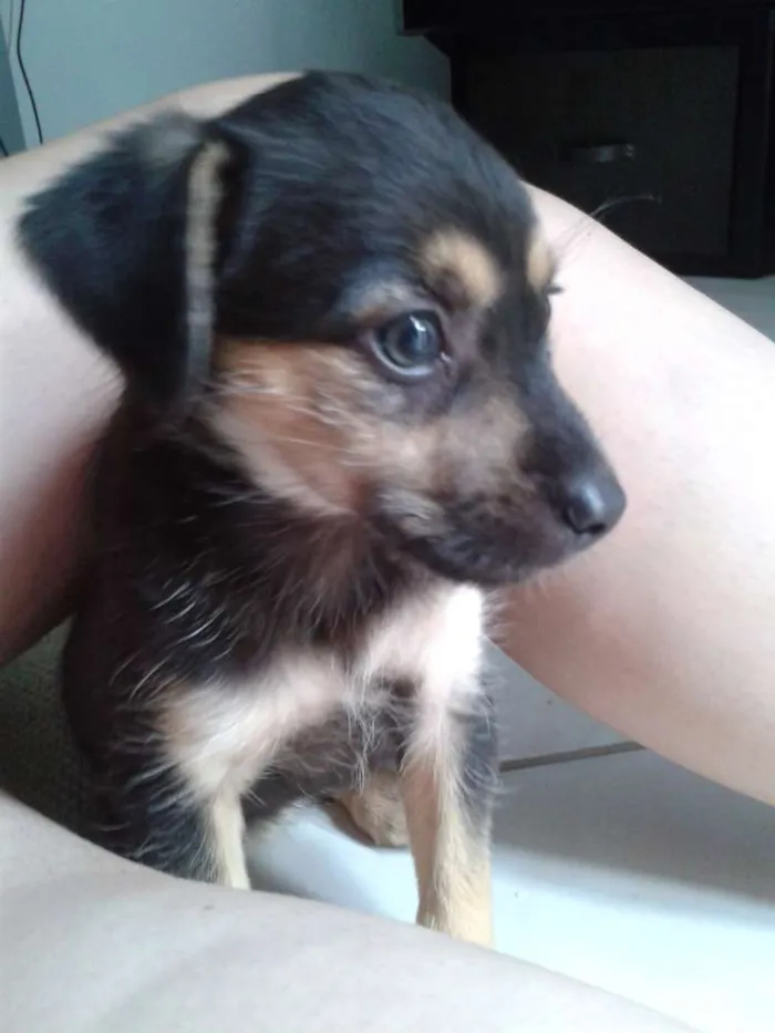 Cachorro ra a Sem raça definida idade 2 a 6 meses nome Pandinha e Bolinha
