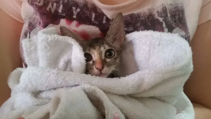 Gato ra a SRD idade Abaixo de 2 meses nome costelinha