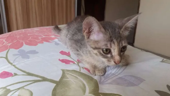 Gato ra a SRD idade Abaixo de 2 meses nome costelinha